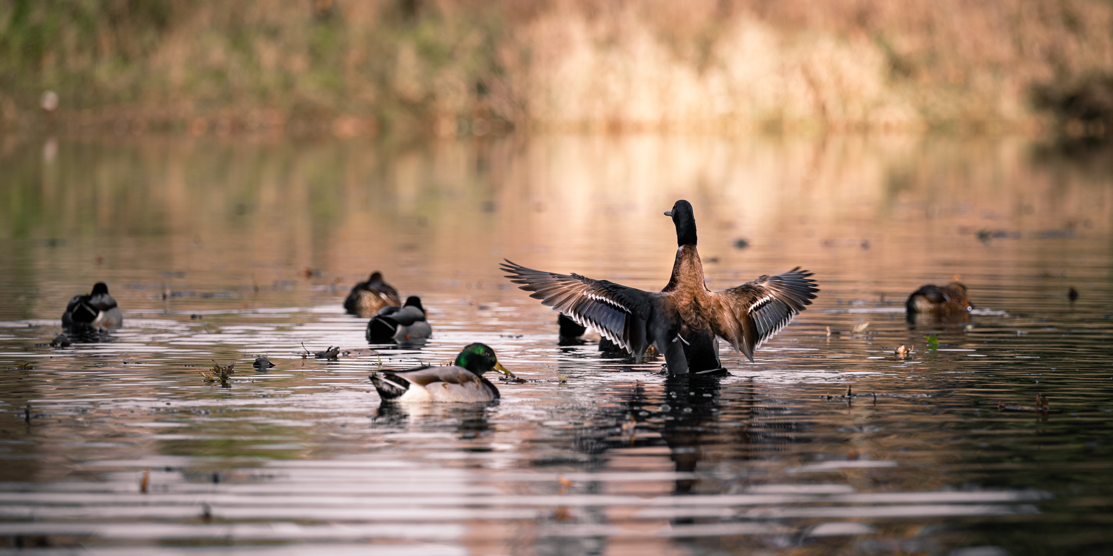 Ready, Set, Duck!