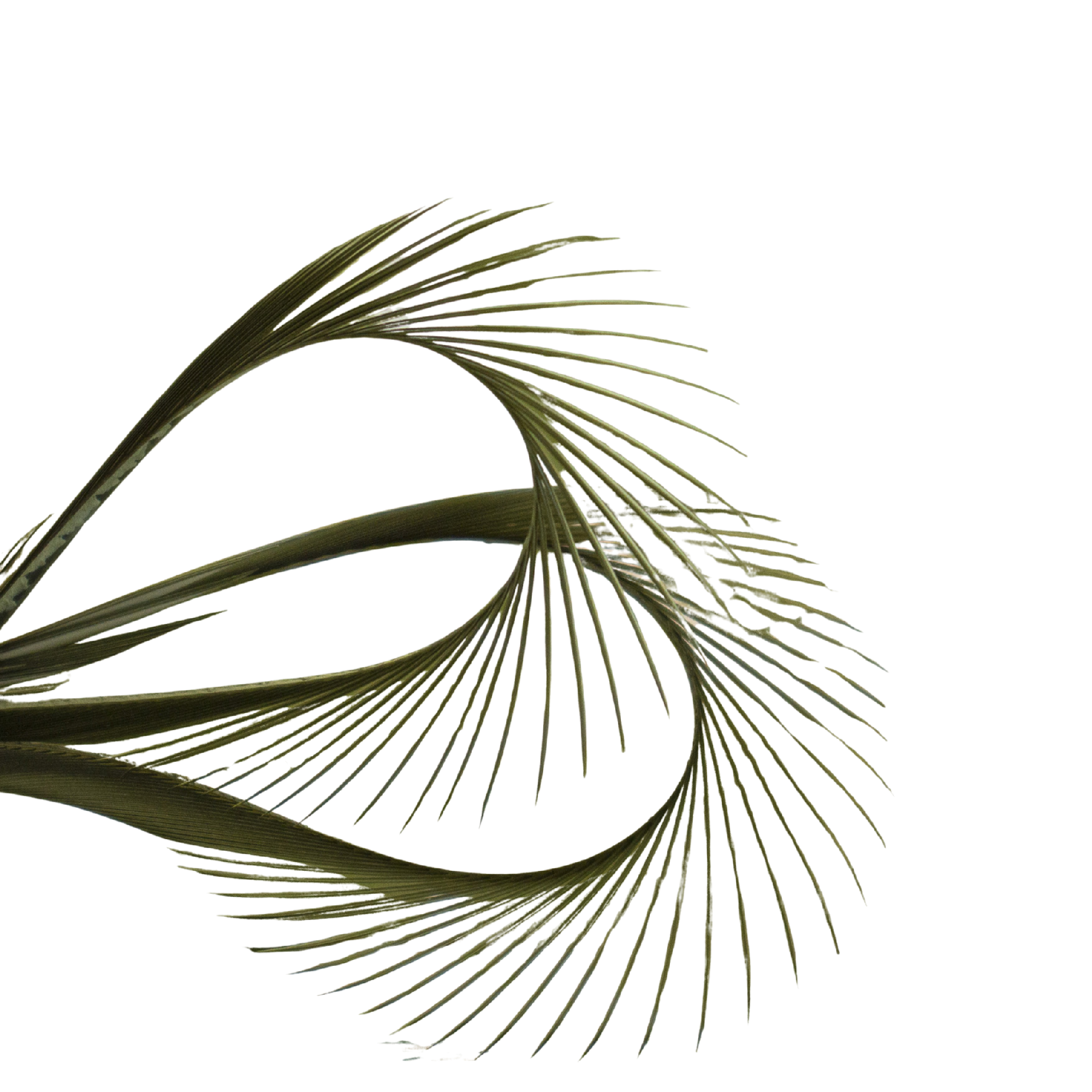 Hends Turkey Boits [cl:olive/34]