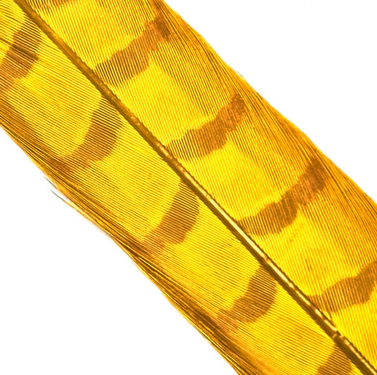 Hends Pheasant Tail [cl:golden Yellow/6]