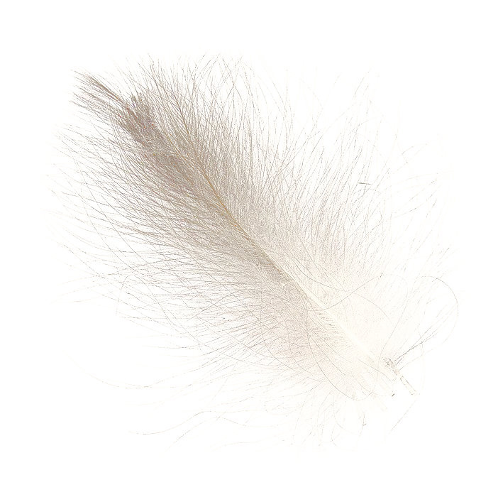 Hends Cdc Natural Feathers 25 Pcs [cl:natural Beige Gray - 15]
