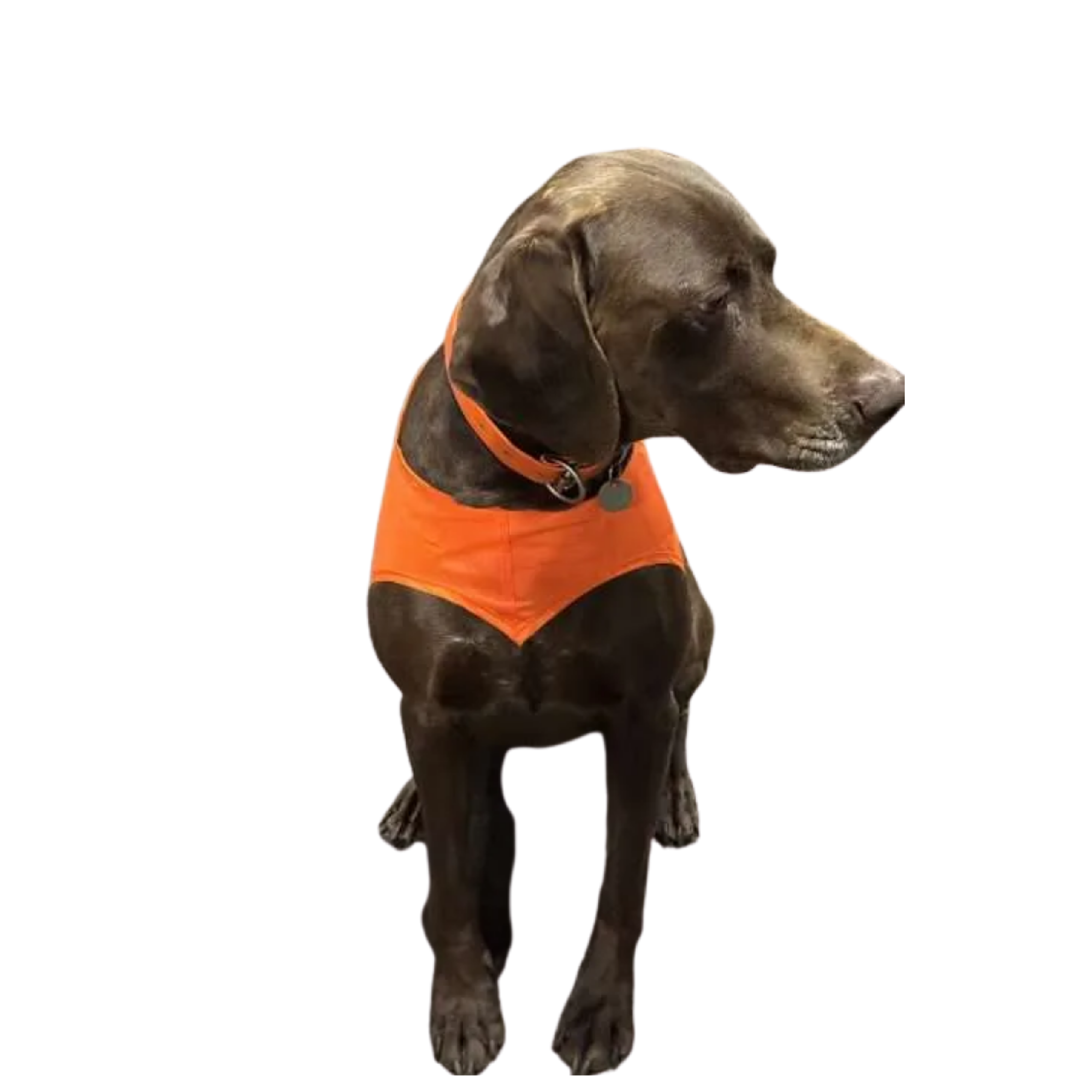 Gundog Gear Gundog Safety Vest [sz:m Cl:blaze Orange]