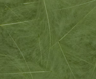 Fullingmill Cdc Bulk 3g Pack [cl:pale Olive]