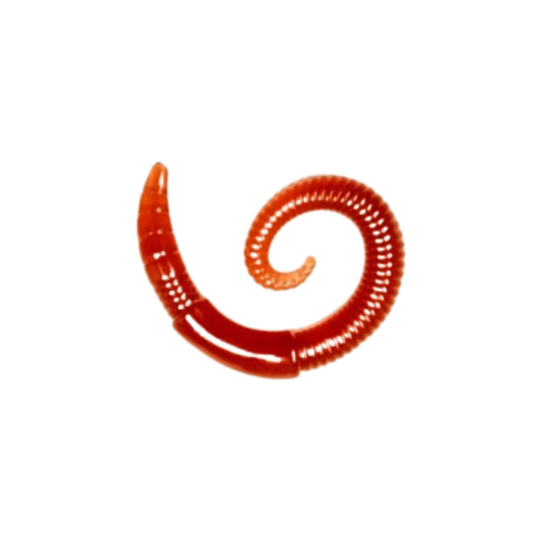 Lunkerhunt River Worm [cl:garden Worm]