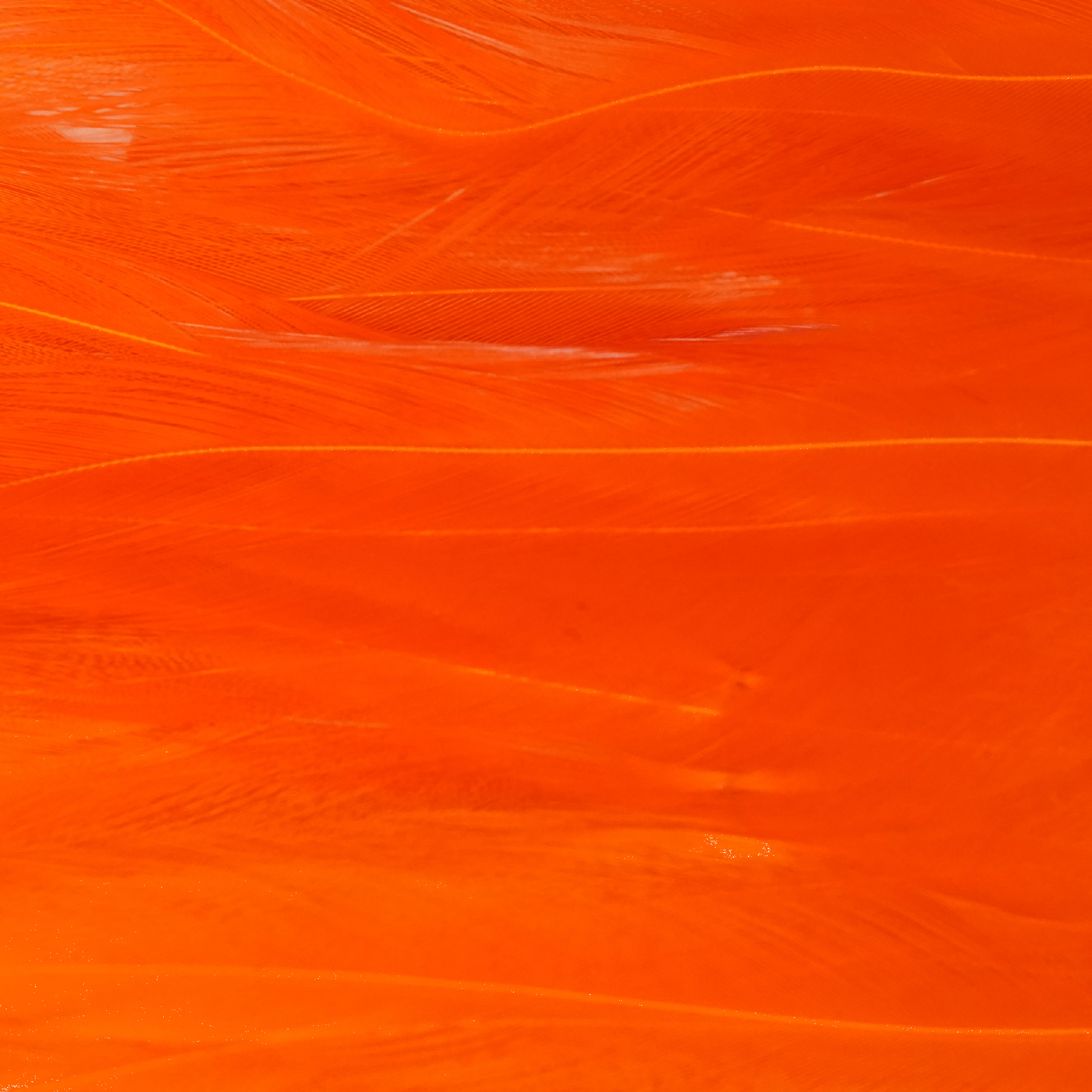 Tiewell Strung Saddle Feathers Long [cl:orange]