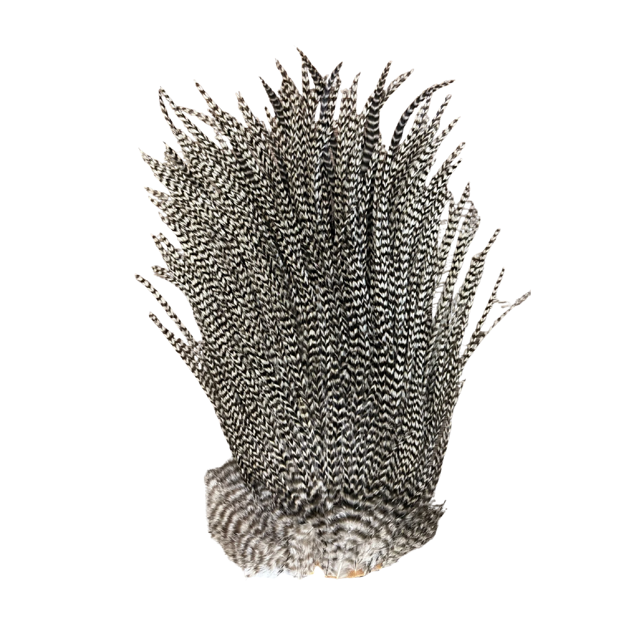 Ewing Hackle Saddle Grizzly [cl:hackle]